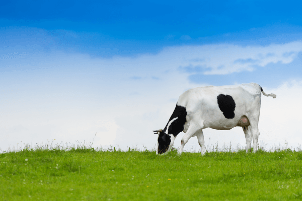 Is Grass Fed Meat Better for Us and Our Planet